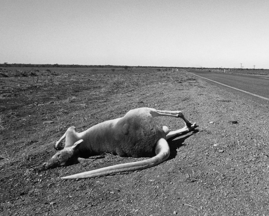 PMB "Australia" 1988, Murray Bognovitz