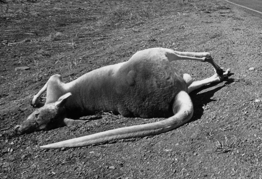 PMB "Australia" 1988, Murray Bognovitz