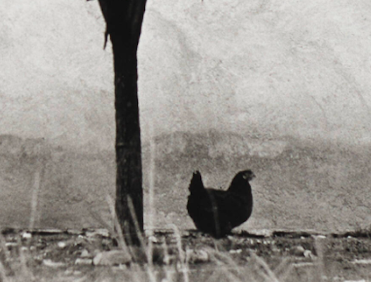 "La Poule et l'Arbre, Pau, France" - Édouard Boubat, 1950, Signed, Titled, Dated