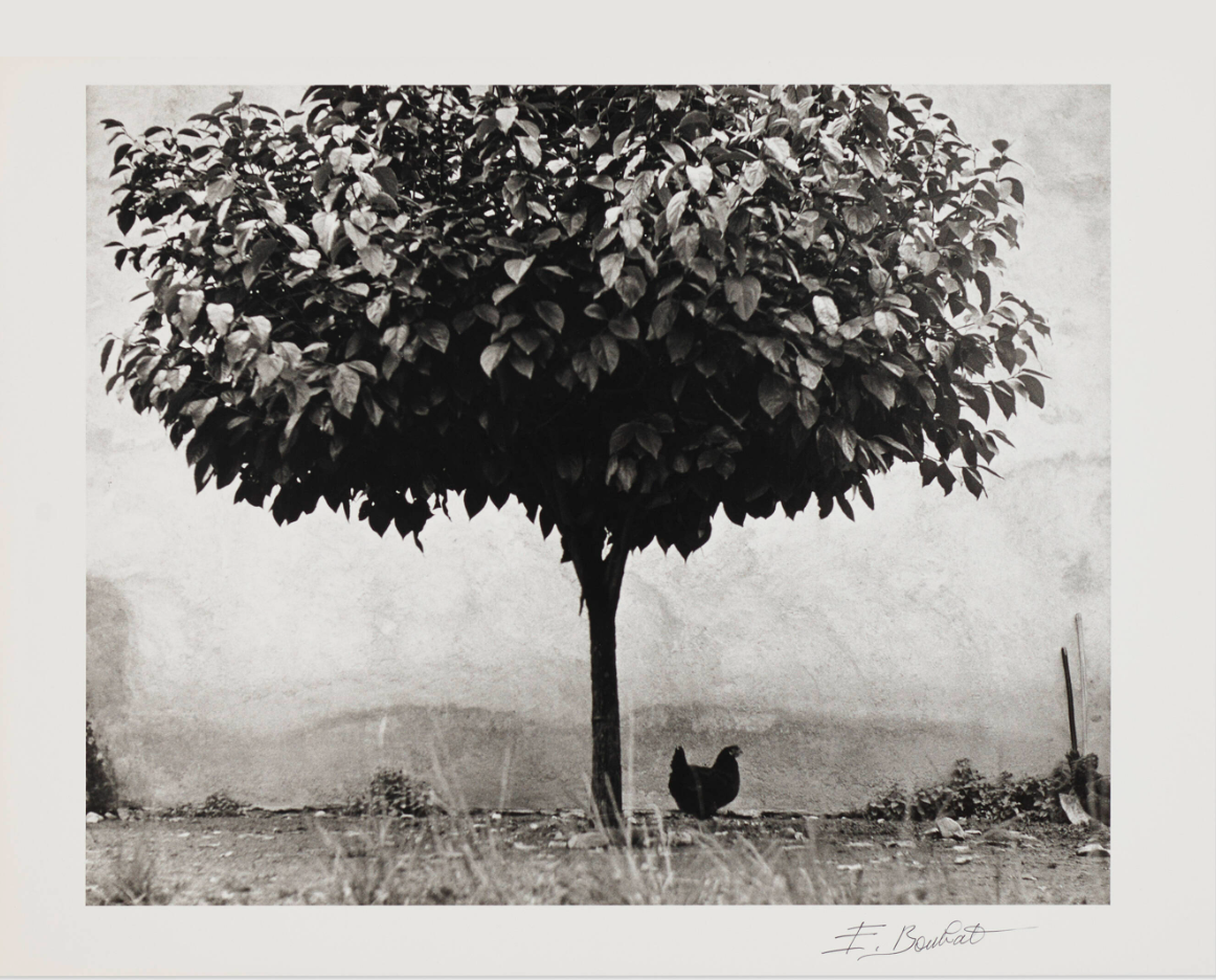 "La Poule et l'Arbre, Pau, France" - Édouard Boubat, 1950, Signed, Titled, Dated