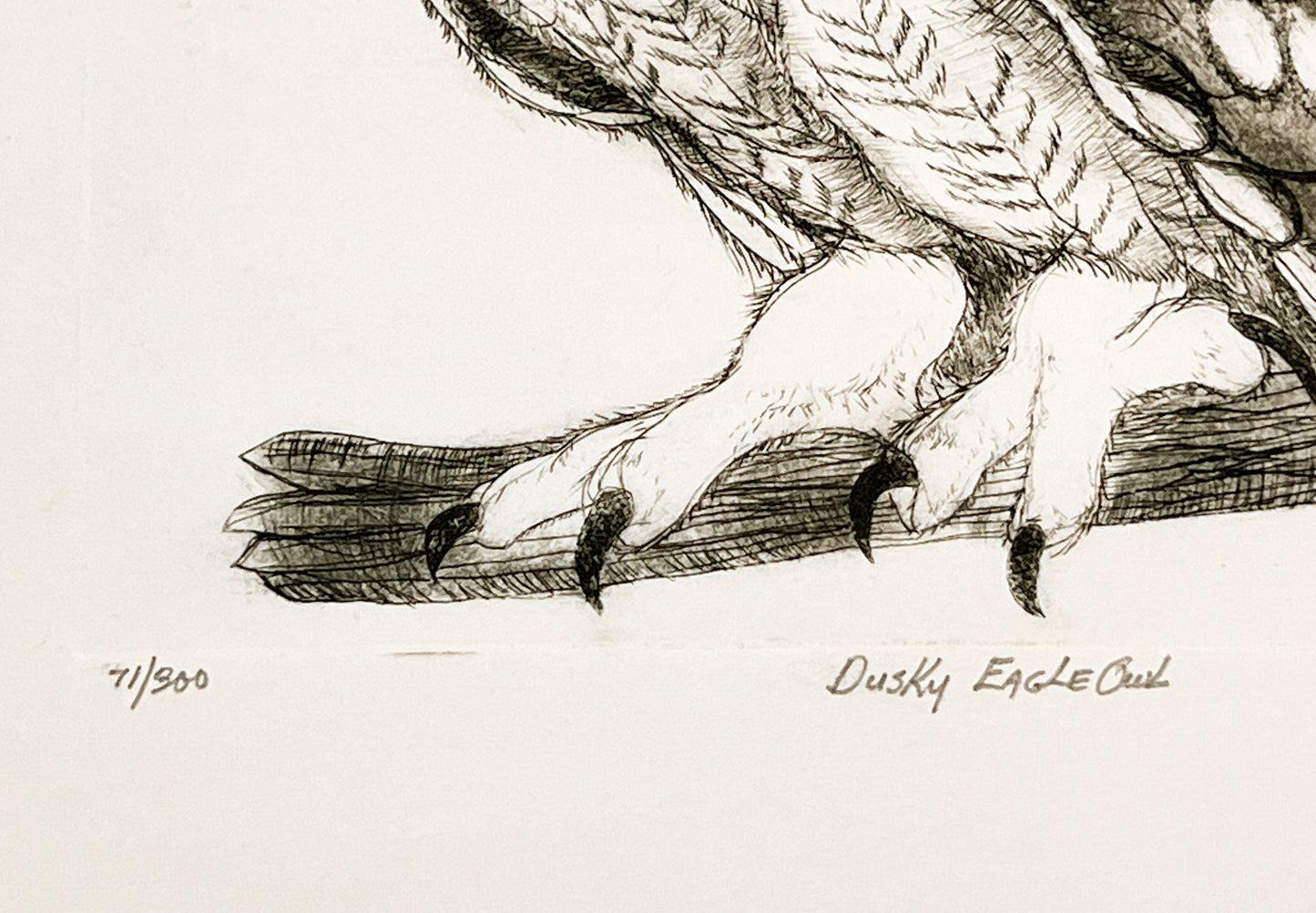 PFA11 "Dusky Eagle Owl" etching by Christine McGinnis, Printed by David Lynch ca. 1967