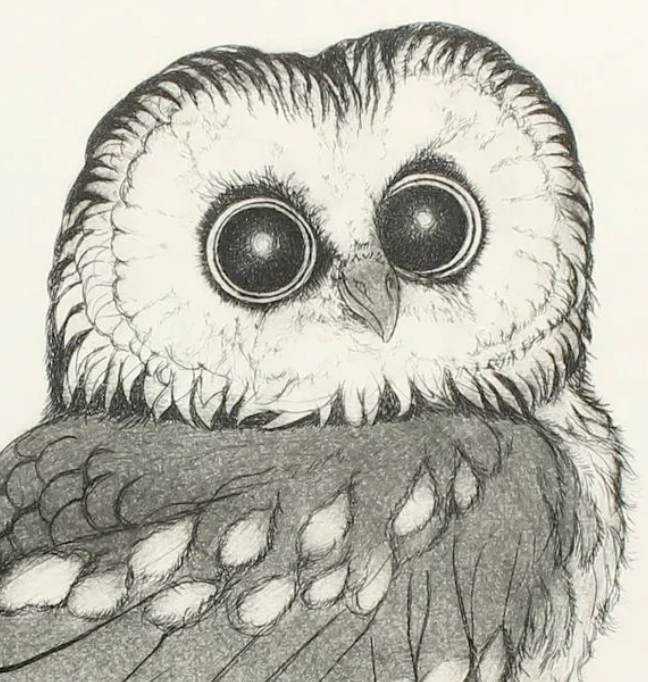 PFA11 "Saw-Whet Owl" etching by Christine McGinnis, Printed by David Lynch cs. 1970