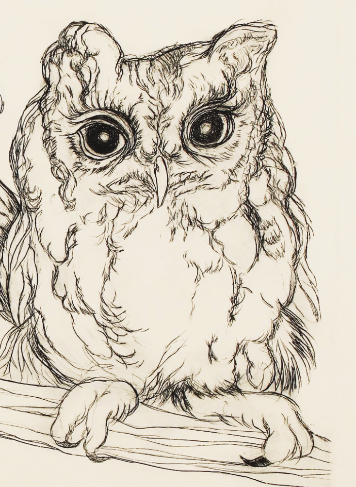 PFA11 "Two Screech Owls" etching by Christine McGinnis, Printed by David Lynch ca. 1968