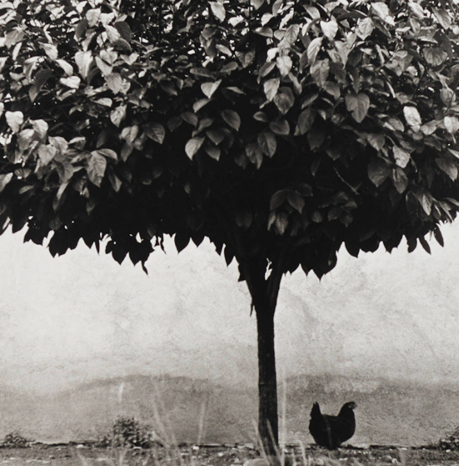 "La Poule et l'Arbre, Pau, France" - Édouard Boubat, 1950, Signed, Titled, Dated